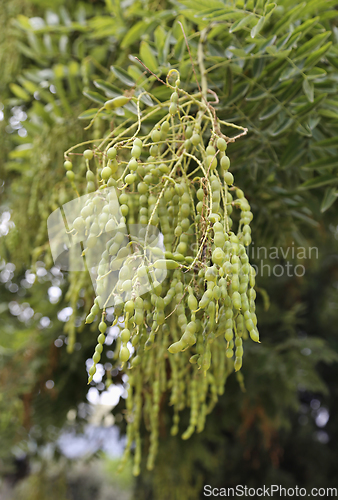 Image of Fruits of Styphnolobium japonicum or Sophora japonica