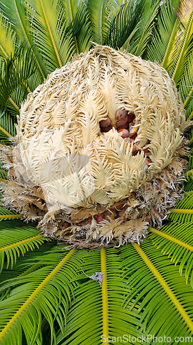 Image of Cone with fruits of female cycas revoluta cycadaceae sago palm