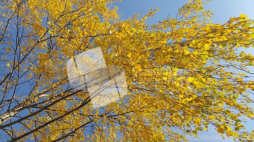 Image of Branches of autumn birch tree with bright yellow leaves 