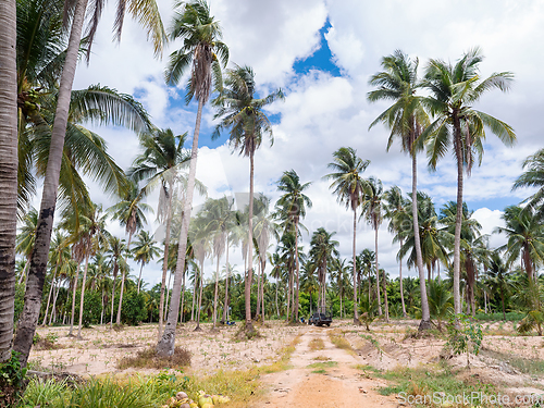 Image of Coconut plantation in Chonburi, Thailand