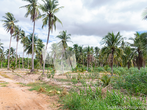 Image of Coconut plantation in Chonburi, Thailand