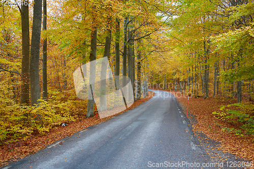 Image of Autumn forest. Forest with country road at sunset. Colorful landscape with trees, rural road, orange leaves and blue sky. Travel. Autumn background. Magic forest.