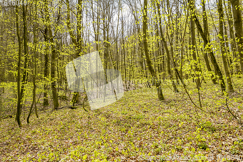 Image of sunny forest scenery