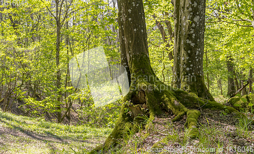 Image of sunny forest scenery