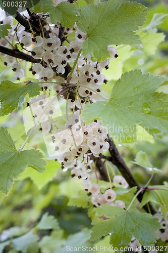Image of White currant