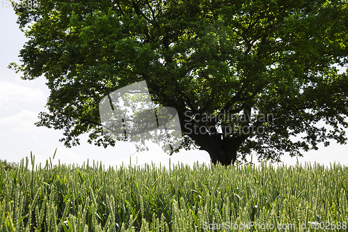 Image of oak growing in a field