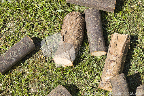 Image of A tree trunk