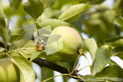 Image of apples on the branches