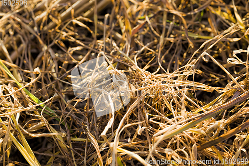 Image of grass in the swamp