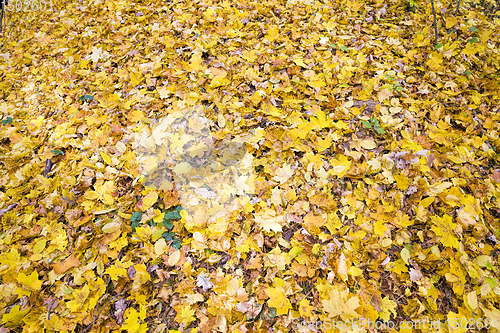 Image of yellowed foliage of trees