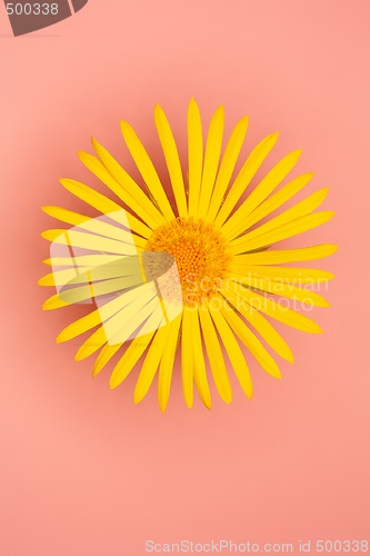 Image of Summer Flower
