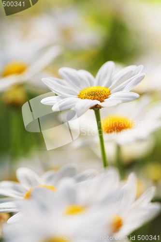 Image of Summer Flower