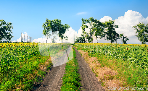 Image of Sunflowers and country road