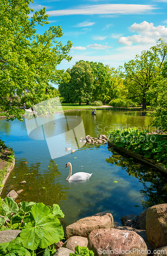 Image of Swan in Krasinski Park