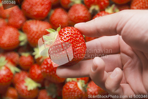 Image of Strawberry