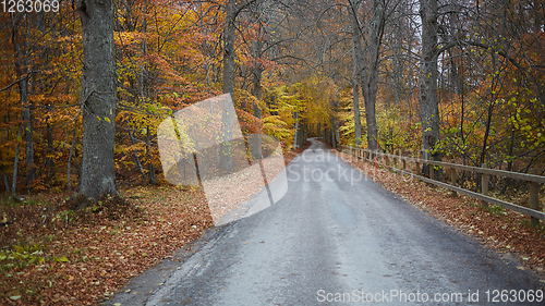 Image of Autumn forest. Forest with country road at sunset. Colorful landscape with trees, rural road, orange leaves and blue sky. Travel. Autumn background. Magic forest.