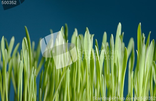 Image of Young barley