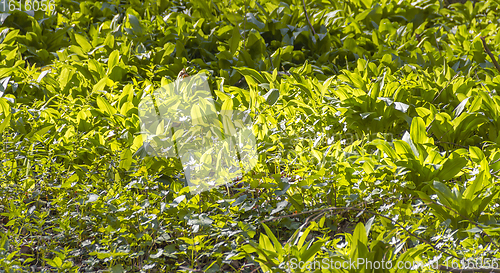 Image of dense bear leek vegetation