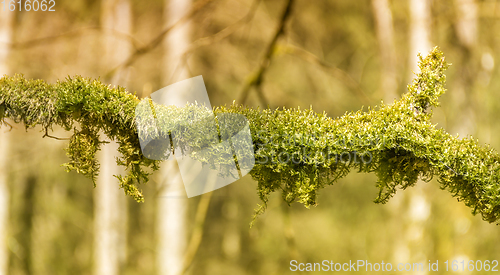 Image of mossy twig detail