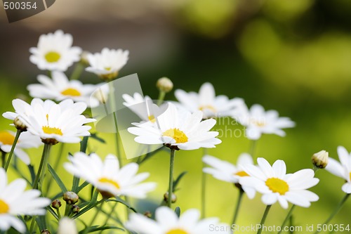 Image of Summer Flowers