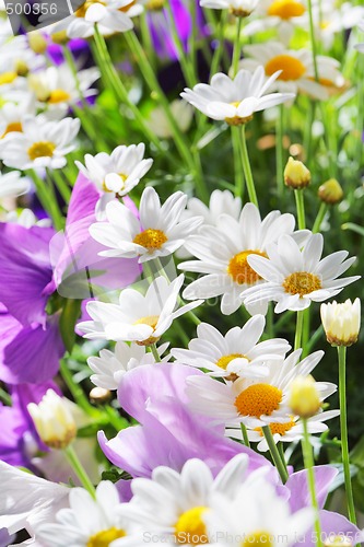 Image of Summer flowers