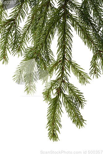 Image of Spruce branch