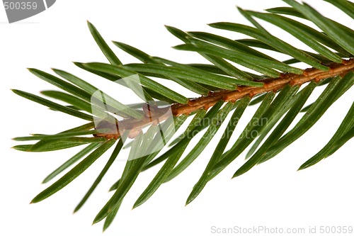 Image of Spruce tree detail