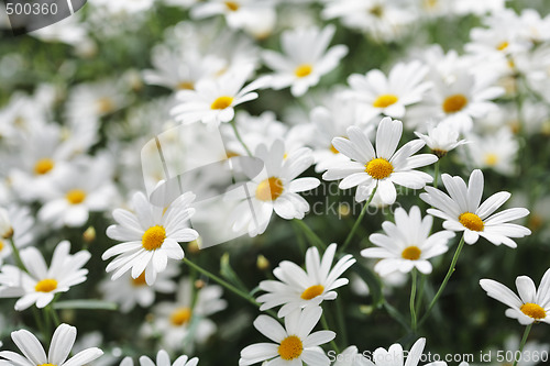 Image of Summer flowers