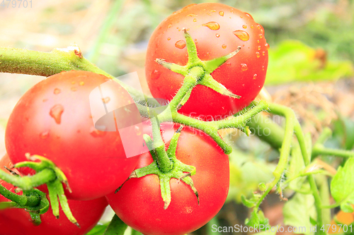 Image of red tomatoes in the bush