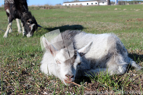 Image of Goat laying on the pasture