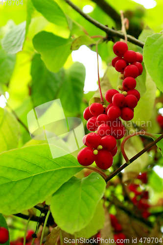 Image of branches of schisandra 