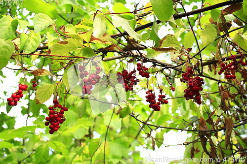 Image of branches of schisandra 