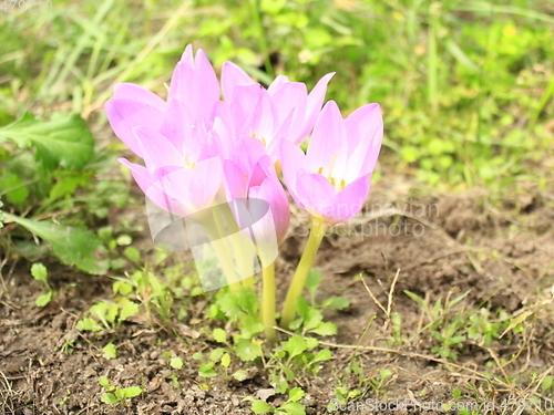 Image of pink flowers of colchicum autumnale