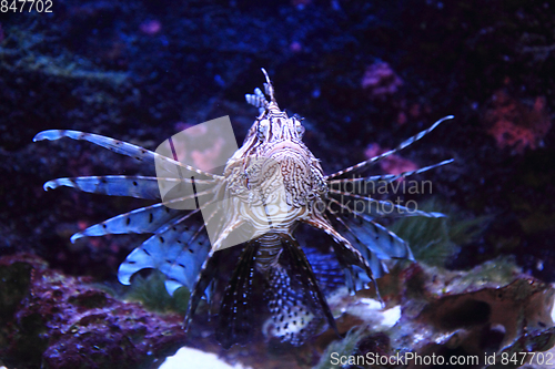 Image of lionfish in the sea water