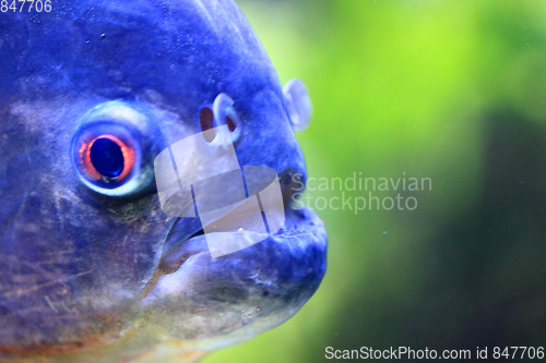 Image of big piranha fish