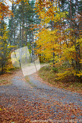 Image of Autumn forest. Forest with country road at sunset. Colorful land