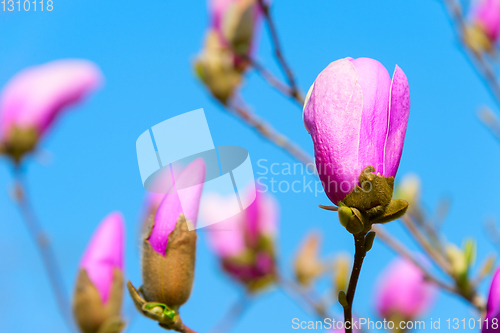 Image of Rose magnolia flower bud