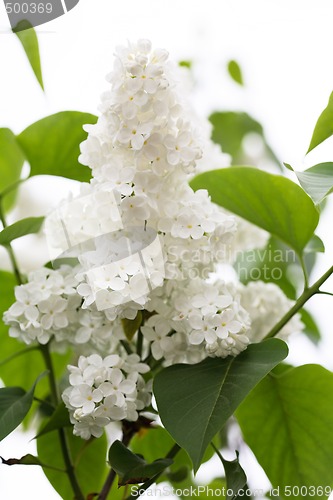 Image of Common Lilac, white variant