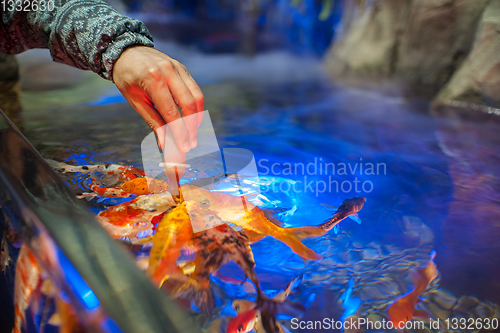 Image of Feeding fish in aquarium