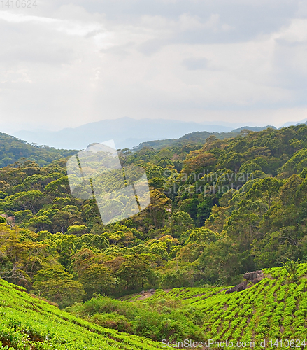 Image of Tea plantation, Sri Lanka