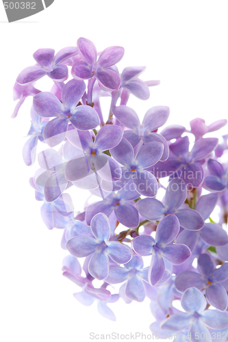 Image of Common lilac