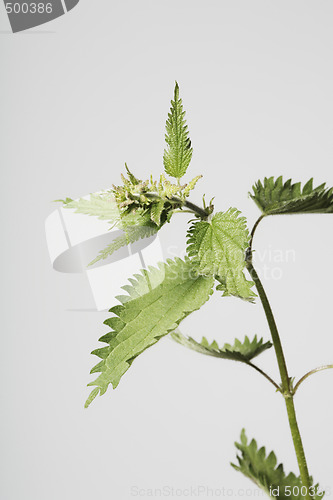 Image of Stinging nettle