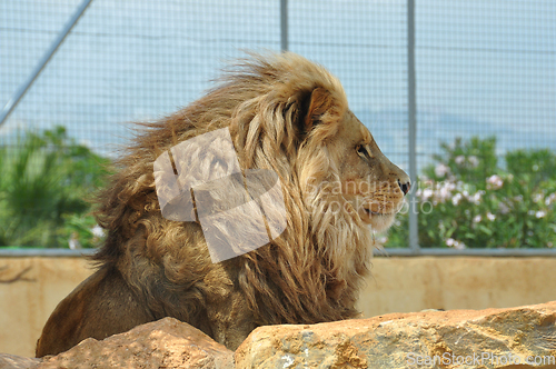 Image of southwest african lion