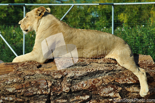 Image of african lioness