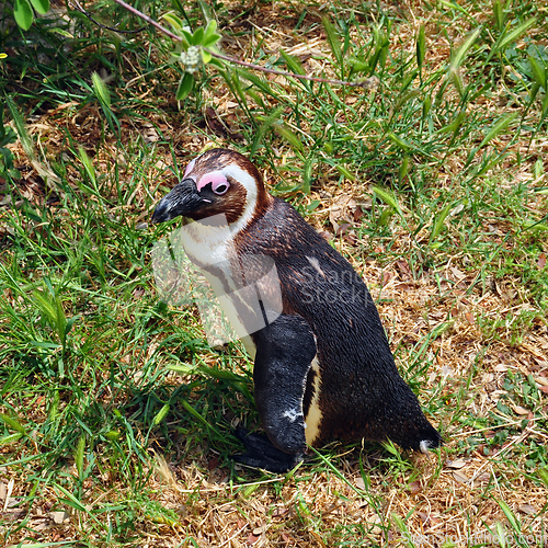 Image of african penguin
