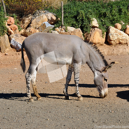 Image of african somali wild ass