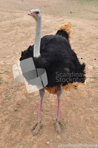 Image of african wild ostrich