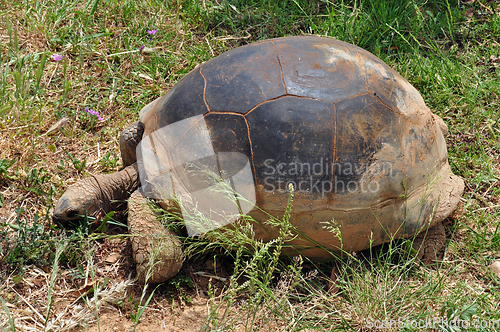 Image of aldabra giant tortoise feeding on grass