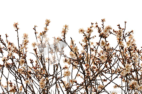 Image of almond tree branches with flowers