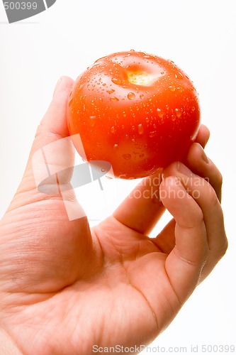Image of Fresh Tomato